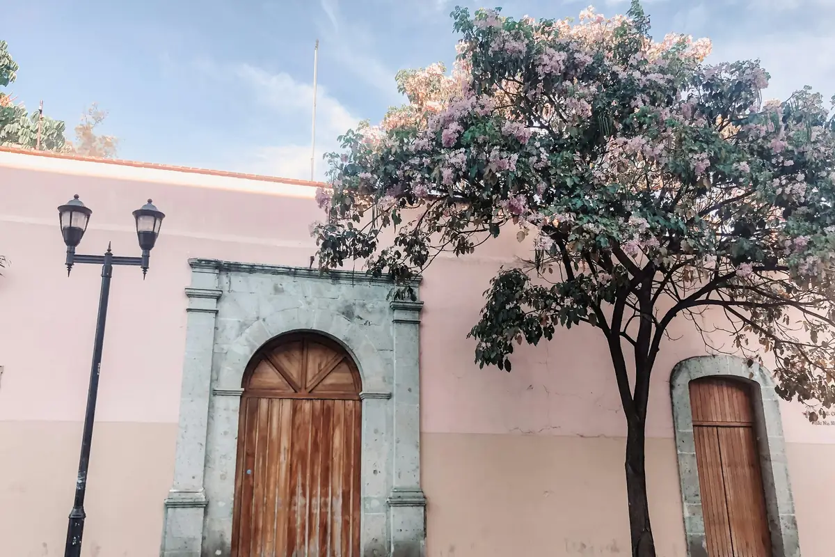 A tree against the pink wall of the house