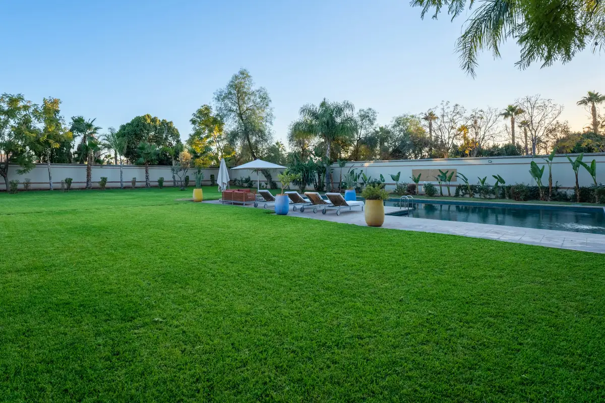 A lawn and a walled pool with loungers under palm trees