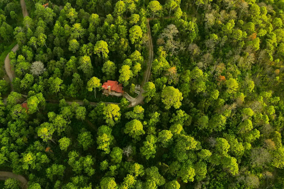The red roof of the lodge among the pines