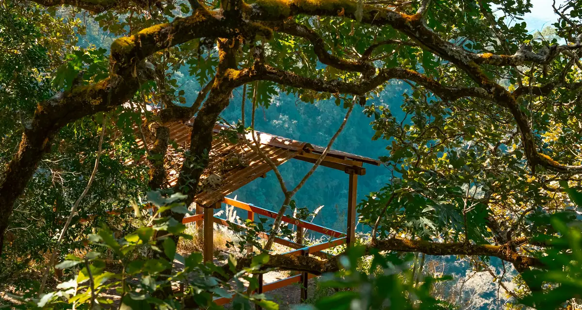 A timber shelter glimpsed through overhanging branches above the water
